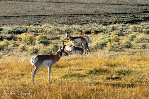 Two Pronghorn Antelope fawns drink from their mother's udder, while a buck looks on
