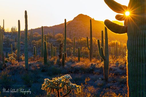 Cactus Glow Sunburst on a saguaro cactus with a backlit glow from the setting sun