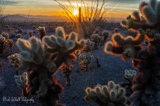 Cholla Sunburst Photo of the setting sun with a sunburst on an ocatillo and the cholla cactus glowing from backlight