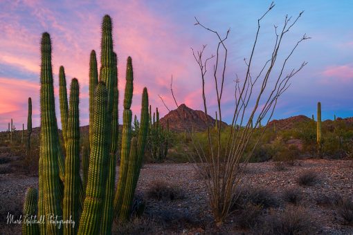 Desert Sunset Photo of the desert at sunset, near Ajo, Arizona. The sky is blue and pink with an Organ Pipe and Sugaruo Cactus and an Ocotillo.