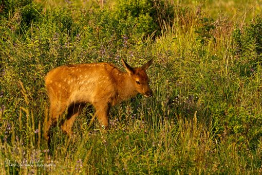 Elk calf in a meadow with wildflowers, in the spring