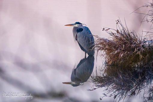 Great Blue Heron sitting quietly in the pink reflected light from the Belt of Venus