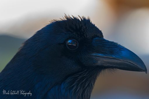 Closeup photograph of a raven, Arizona
