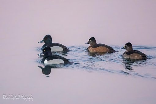 Ring-necked Ducks swimming in the sky reflected color on the water