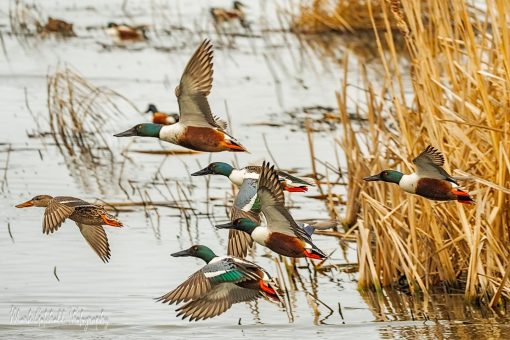 Northern Shoveler drakes chase a hen in the spring breeding season