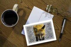 Curious Red Fox Greeting Card Currious Red Fox Greeting Card