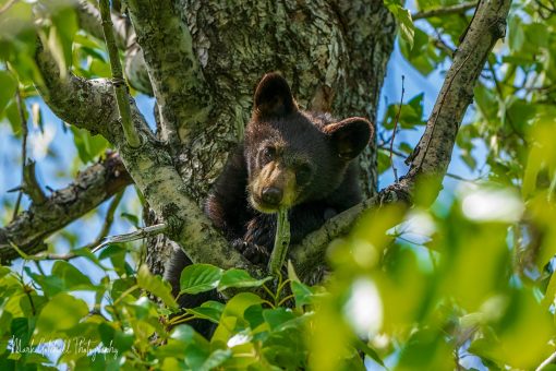 Black Bear Cub; in a tree, chewing on a stick, Kenai Fjords National Park