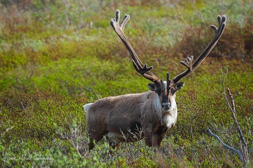Bull Caribou standing in the shrubland, staring at photographer in Denali NP