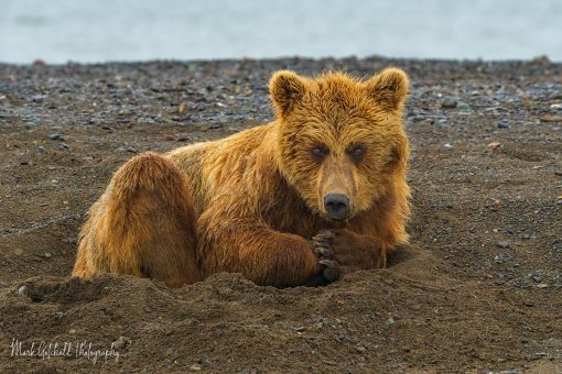 Don't Bother Me; Young Brown Bear Sow, curled up in a hole on a gravel bar. Lake Clark National Park