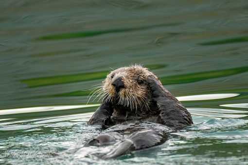 Sea Otter floating in the water, rubbing it's head