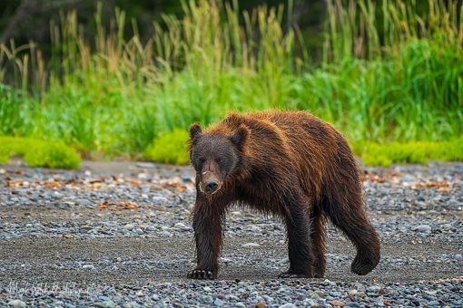 Smacked In The Nose; brown bear walking on a beach appears to have a broken snout. Lake Clark National Park