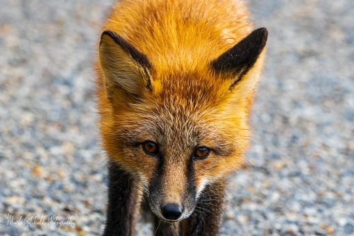 Curious Red Fox Portrait from just a few feet away